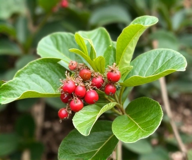 Immagine di Ashwagandha, pianta Withania somnifera